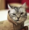 Photo de profil de Misty